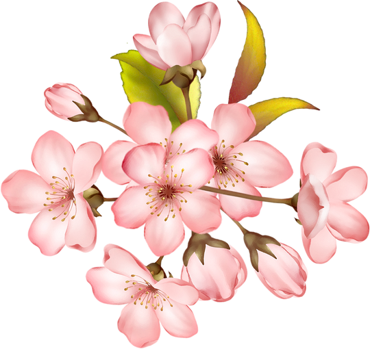 cherry blossom flower bunch 5