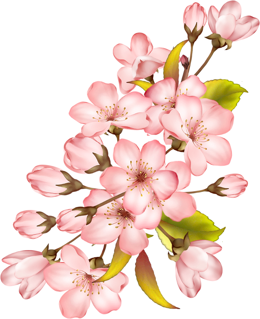 cherry blossom flower bunch 7