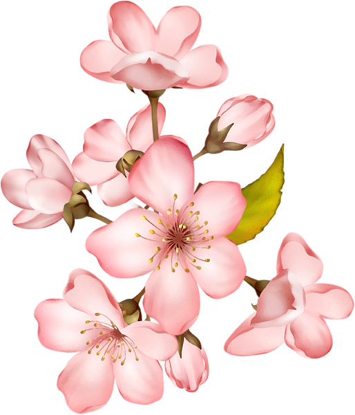 cherry blossom flower bunch 4