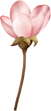 cherry blossom flower 4